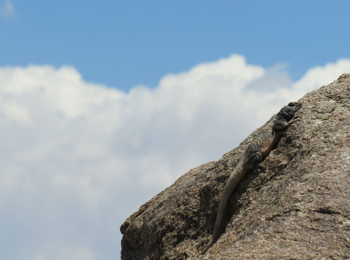 Chuckwalla